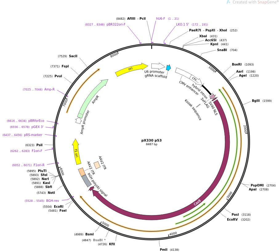 pX330 p53质粒图谱